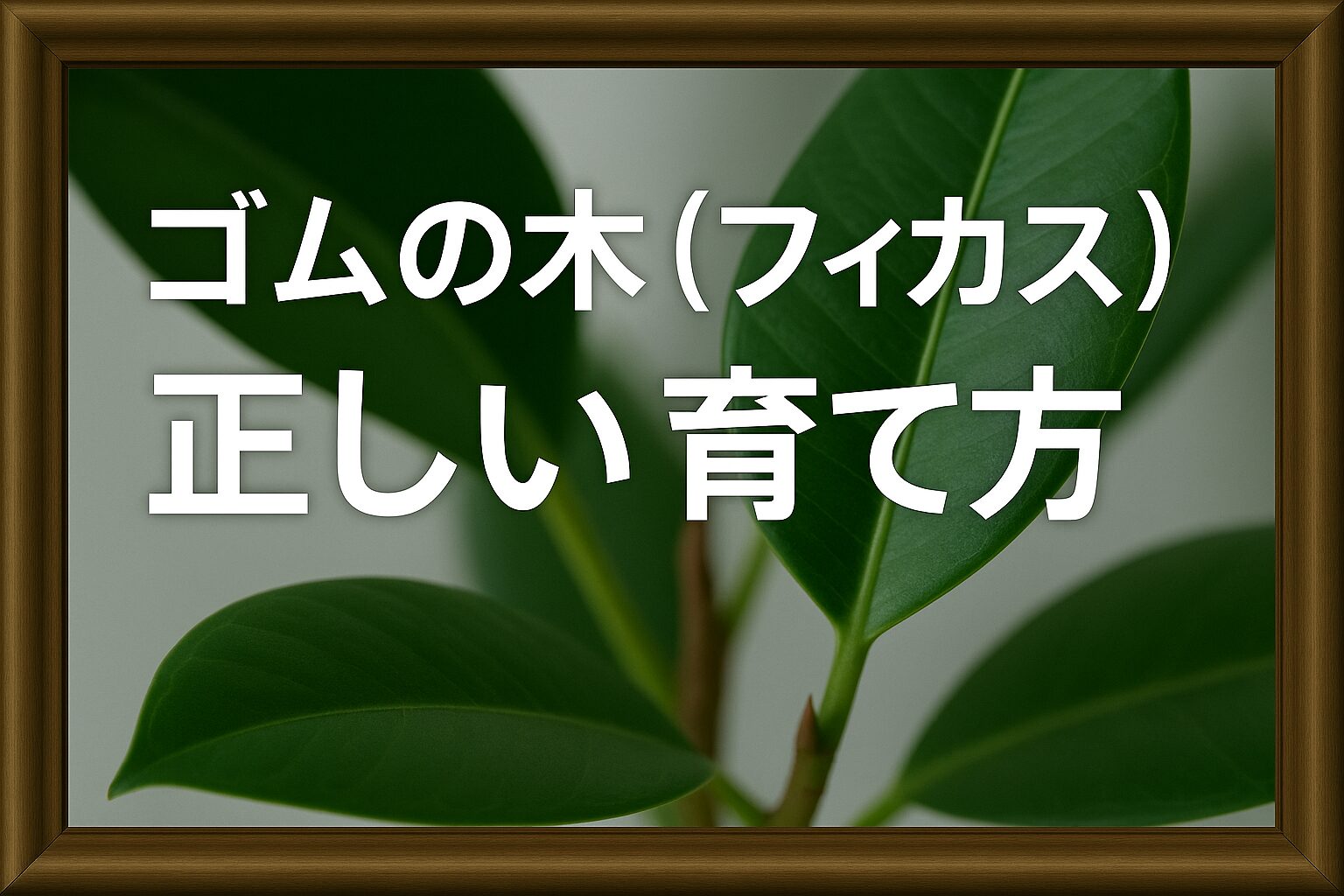 「ゴムの木（フィカス）正しい育て方」のアイキャッチ画像
