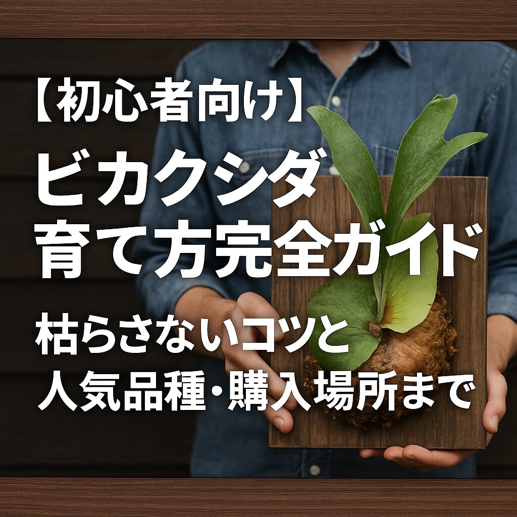 ビカクシダ育て方完全ガイドのアイキャッチ画像